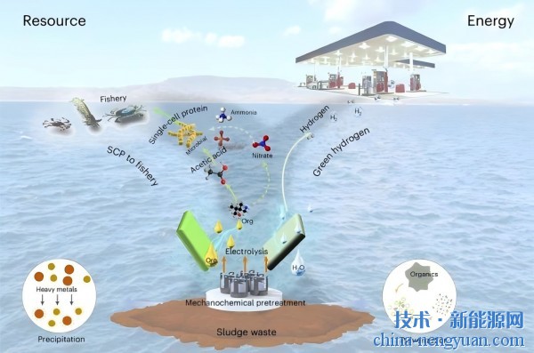 太阳能将污泥转化为绿色氢气和动物饲料
