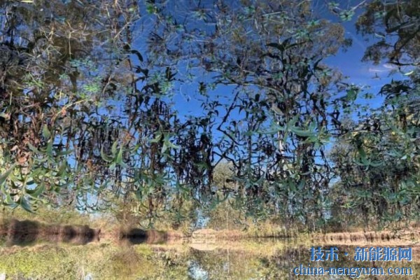 入侵杂草提供了潜在的生物质颗粒原料